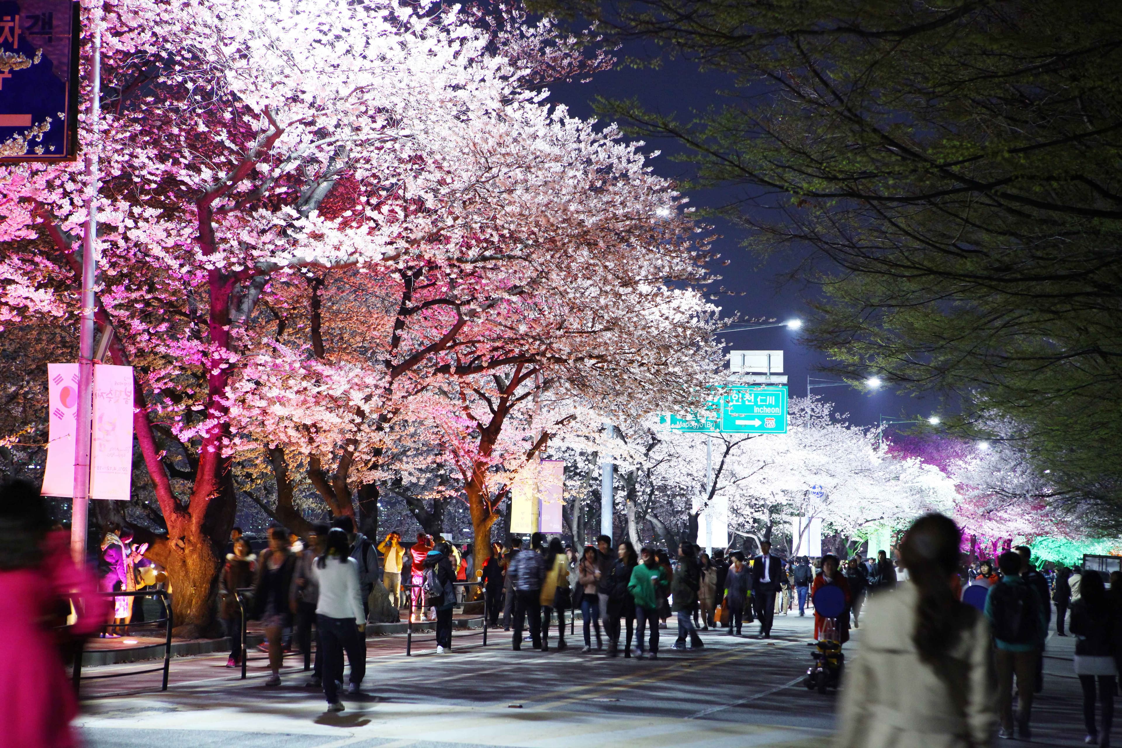 Cherry Blossom Festival