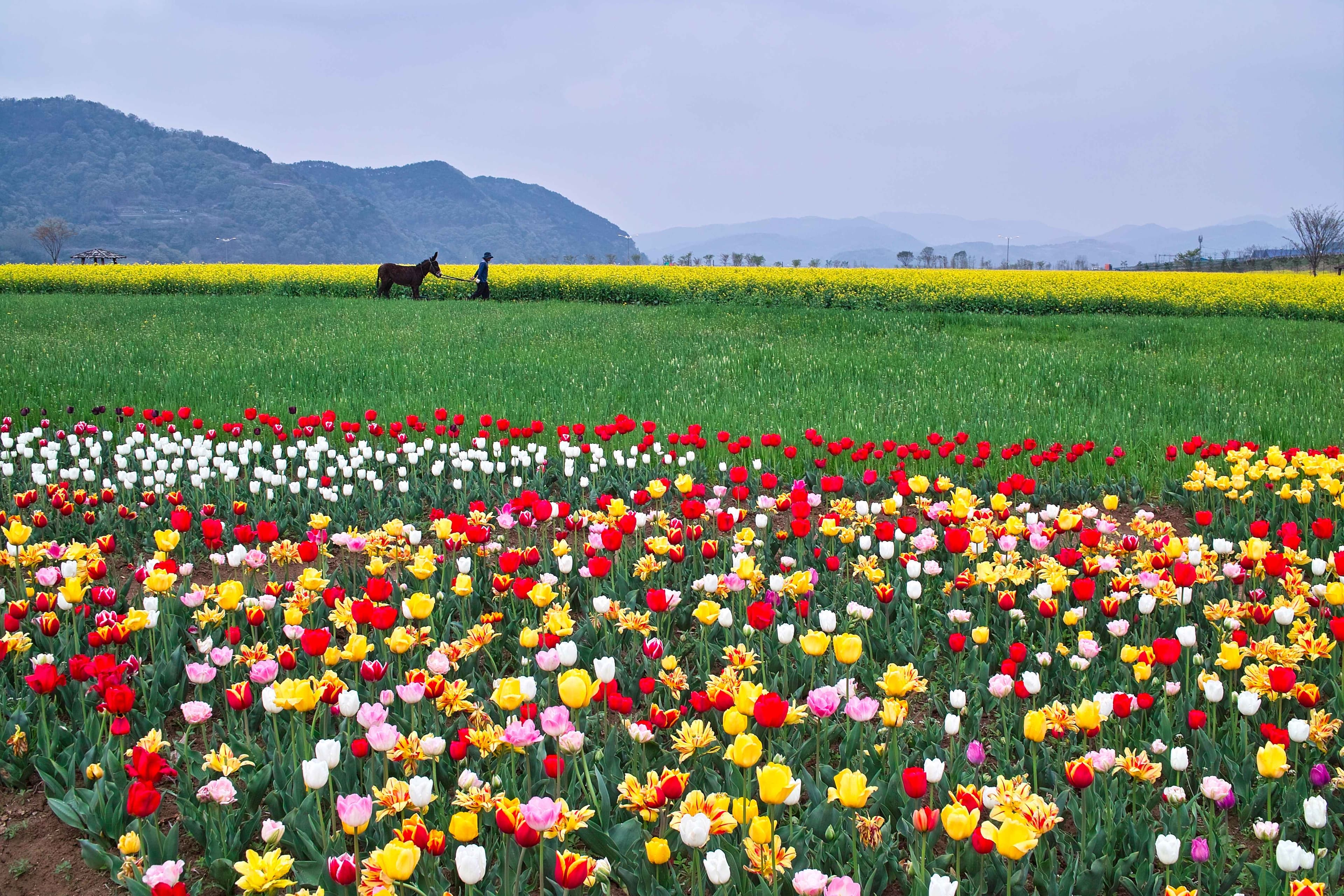 Spring Flower Festival